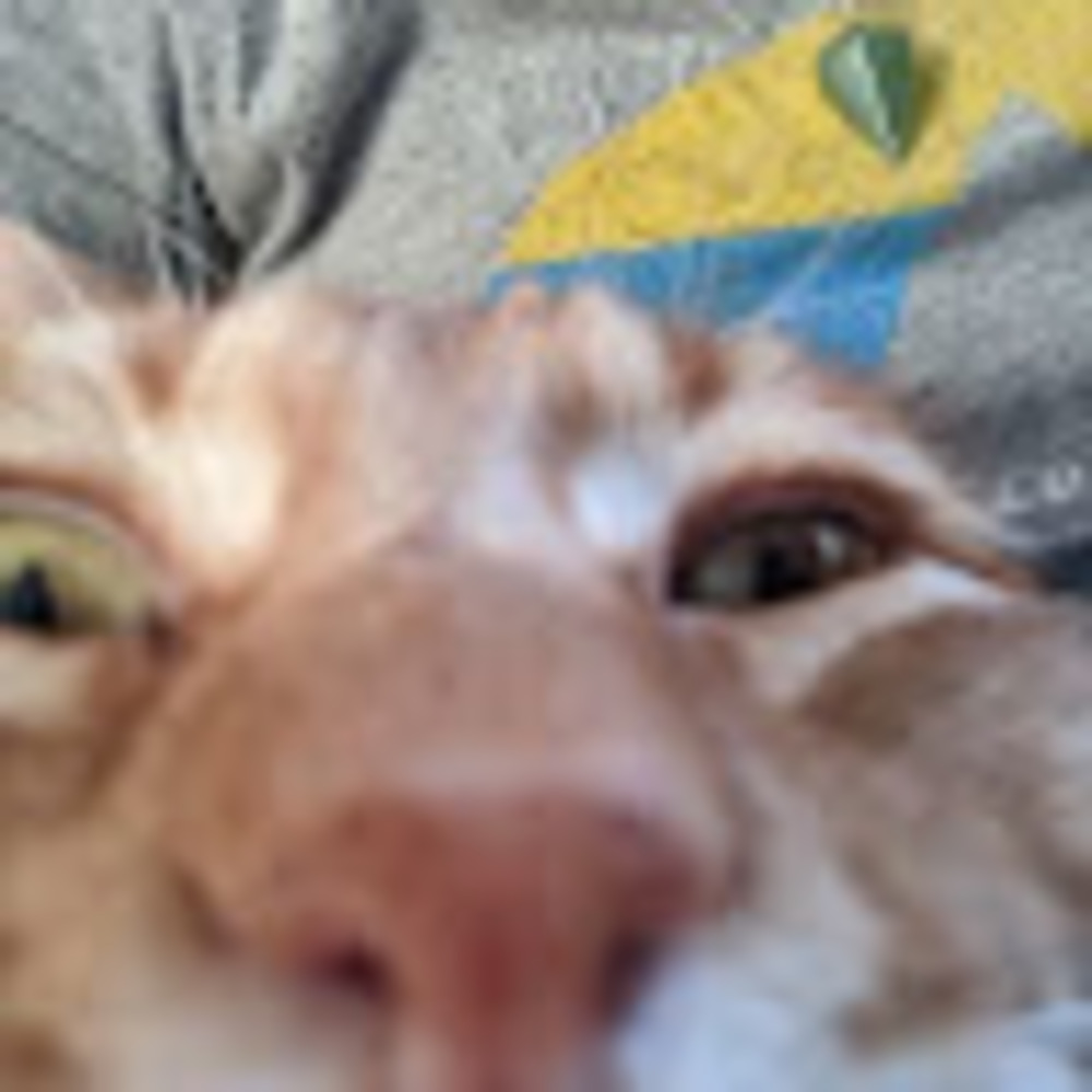 Meet your Posher, Ivy